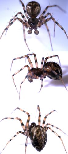 Réf. 308 534 : Lepthyphantes sp.